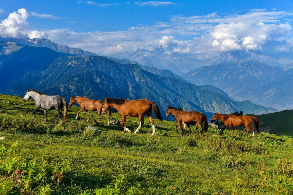 Discover the breathtaking Swat Valley with our comprehensive travel guide. From lush meadows to ancient ruins, plan your perfect Pakistan getaway to the 'Switzerland of the East'.